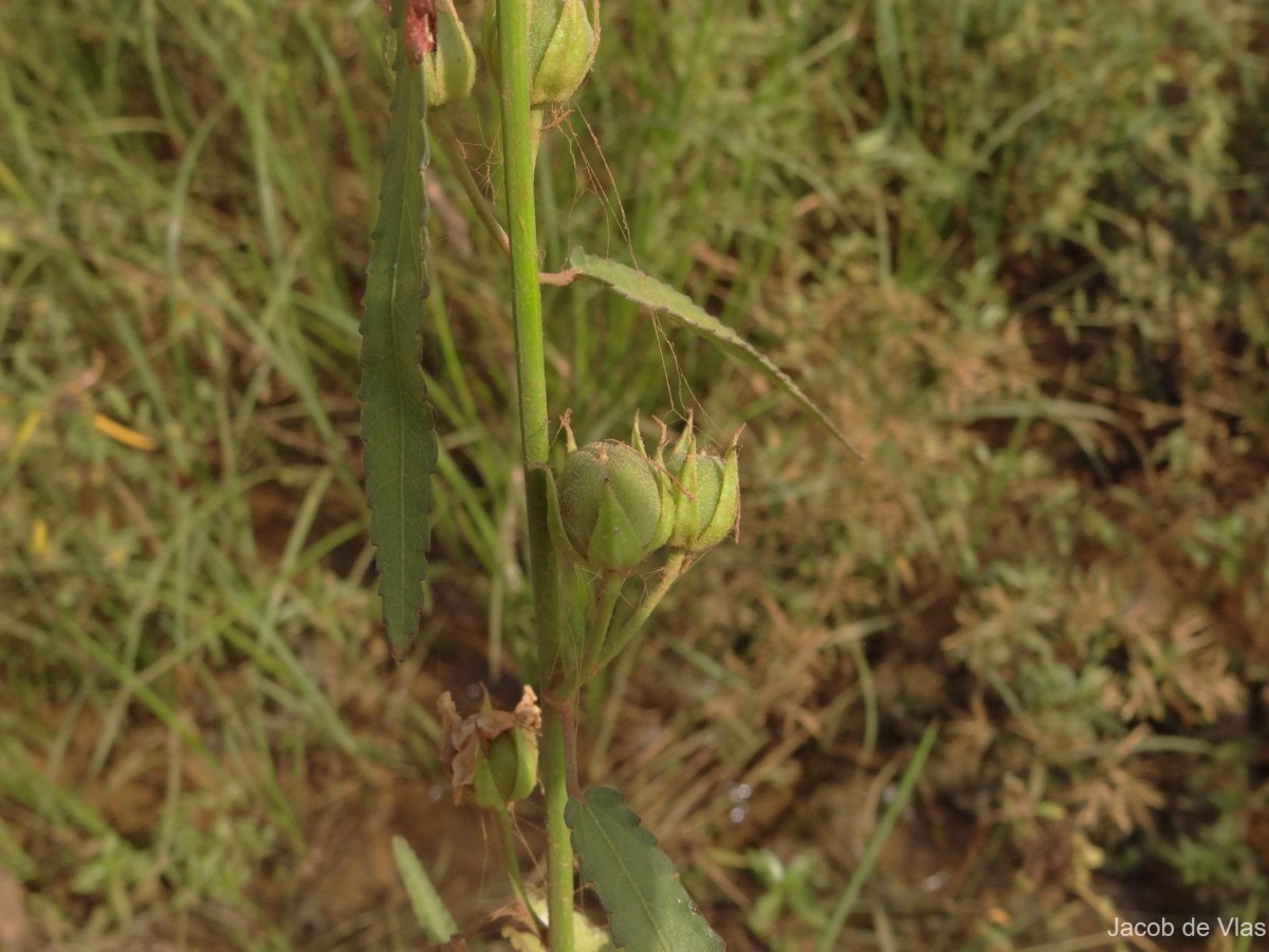 Pentapetes phoenicea L.